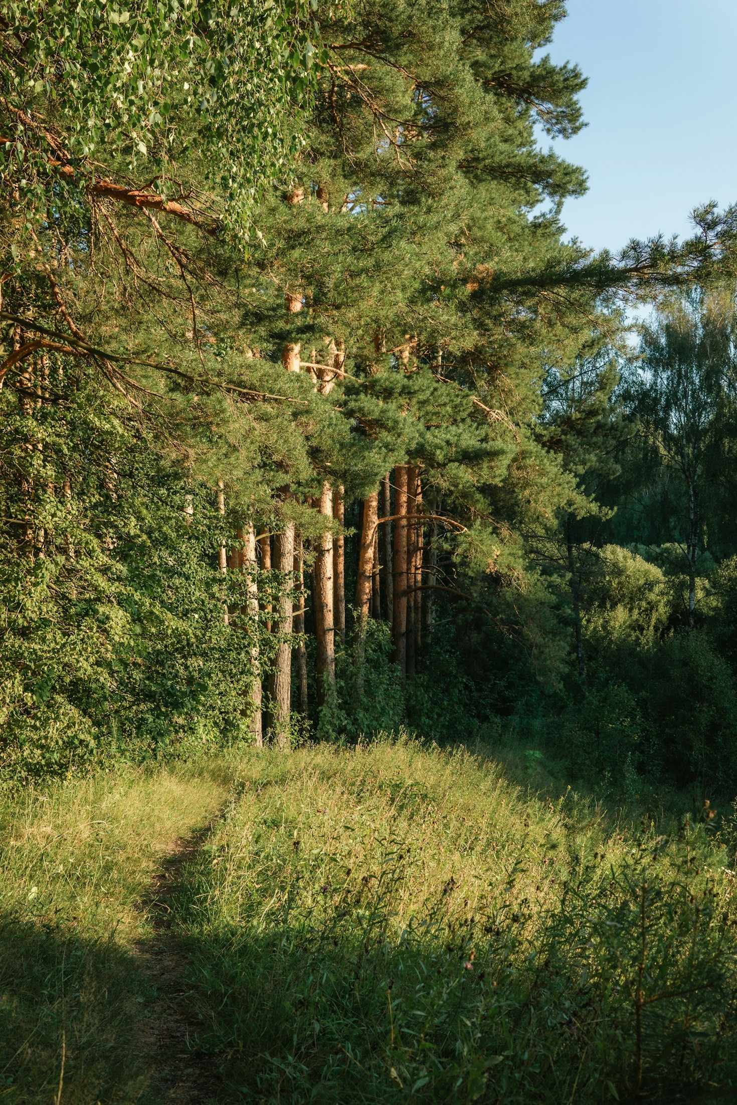 Konsten att fånga naturens magiska ögonblick